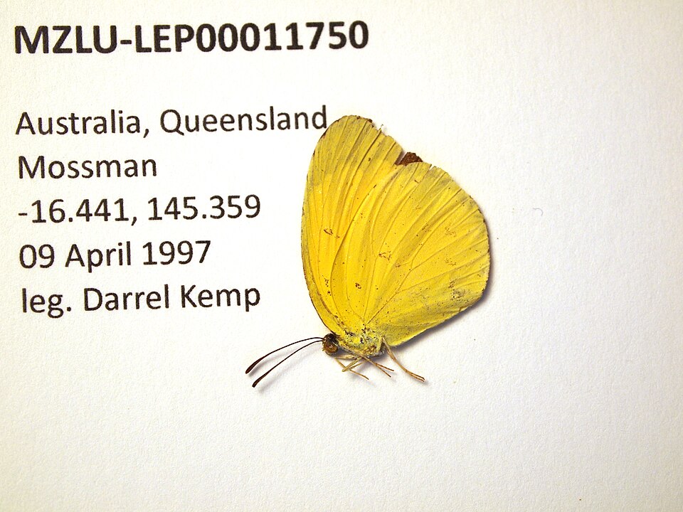 Photo of Small grass-yellow
