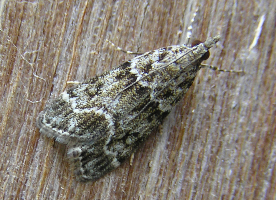 Photo of Small grey