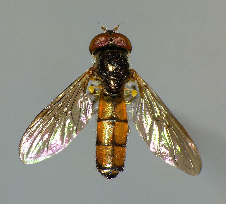 Photo of Small hover fly