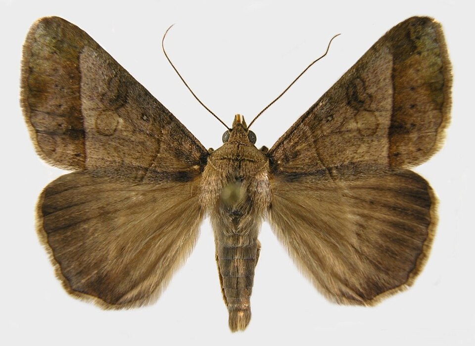 Photo of Small mocis moth