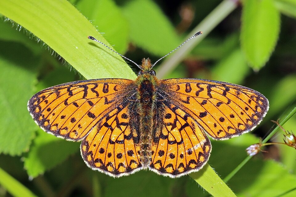 Photo of Small pearl-bordered fritillary