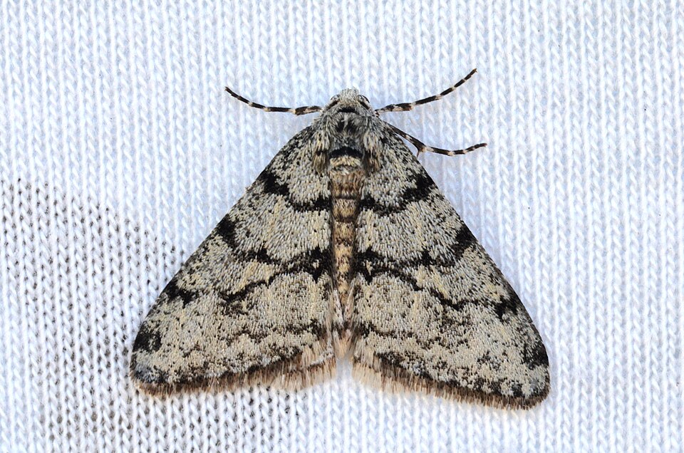Photo of Small phigalia moth
