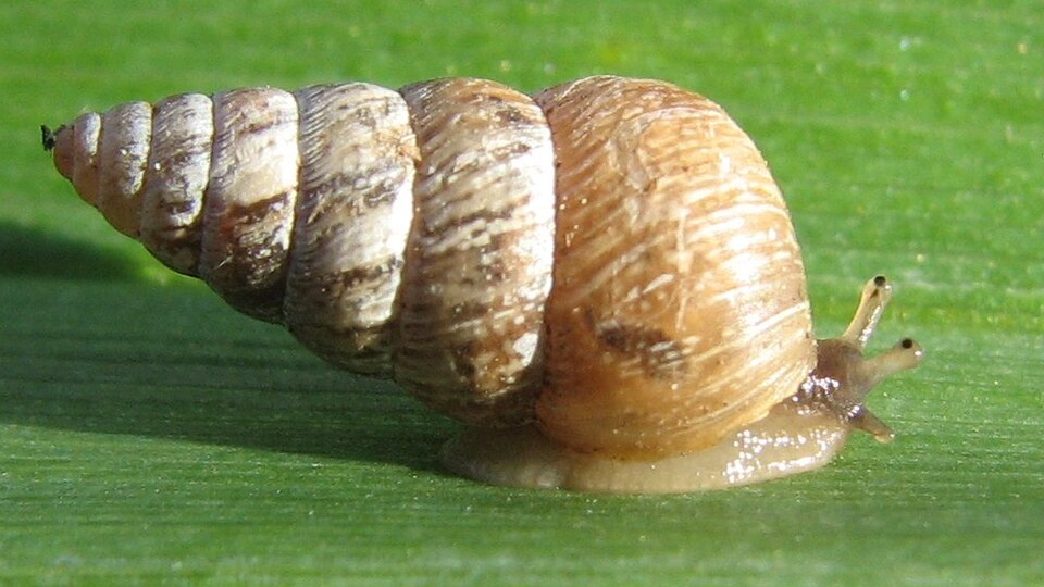 Photo of Small pointed snail