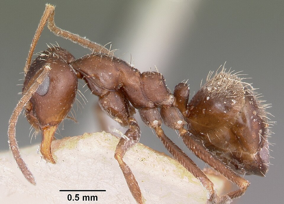 Photo of Small pugnacious ant
