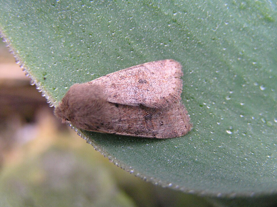 Photo of Small Quaker