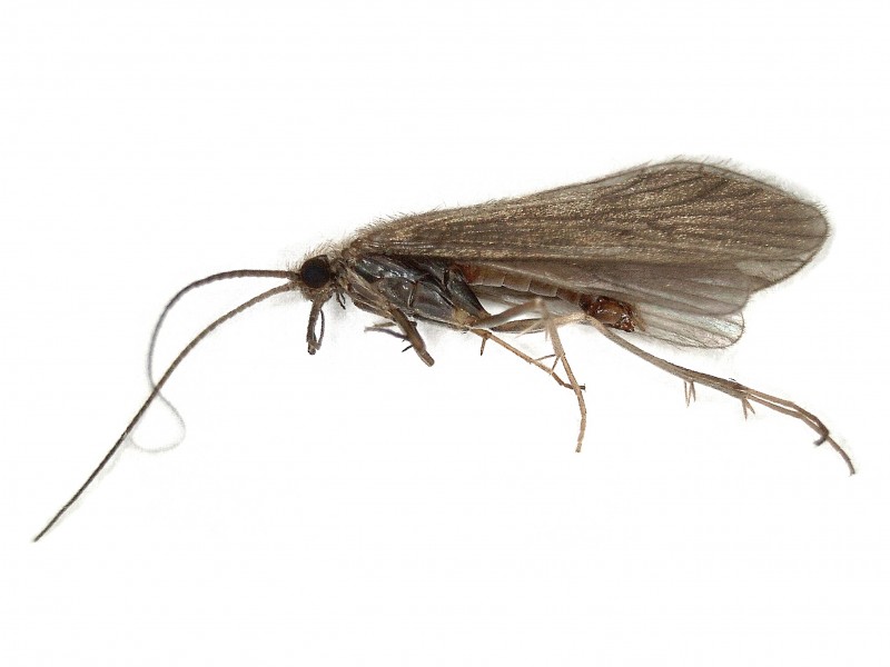 Photo of Small red sedge
