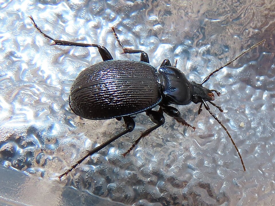 Photo of Small snail-eating ground beetle