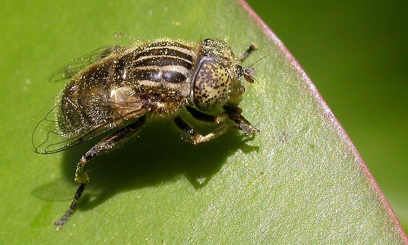 Photo of Small spotty-eyed drone fly