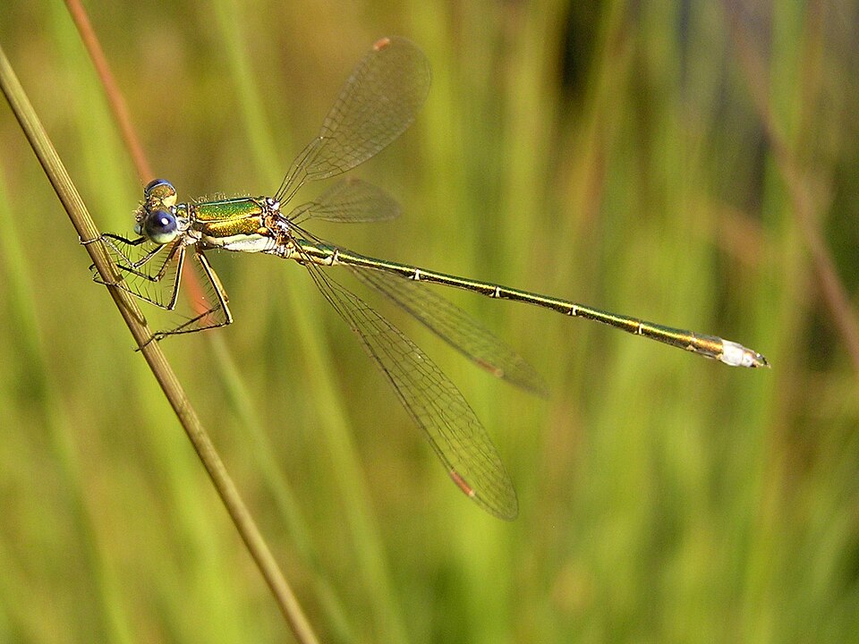 Photo of Small spreadwing