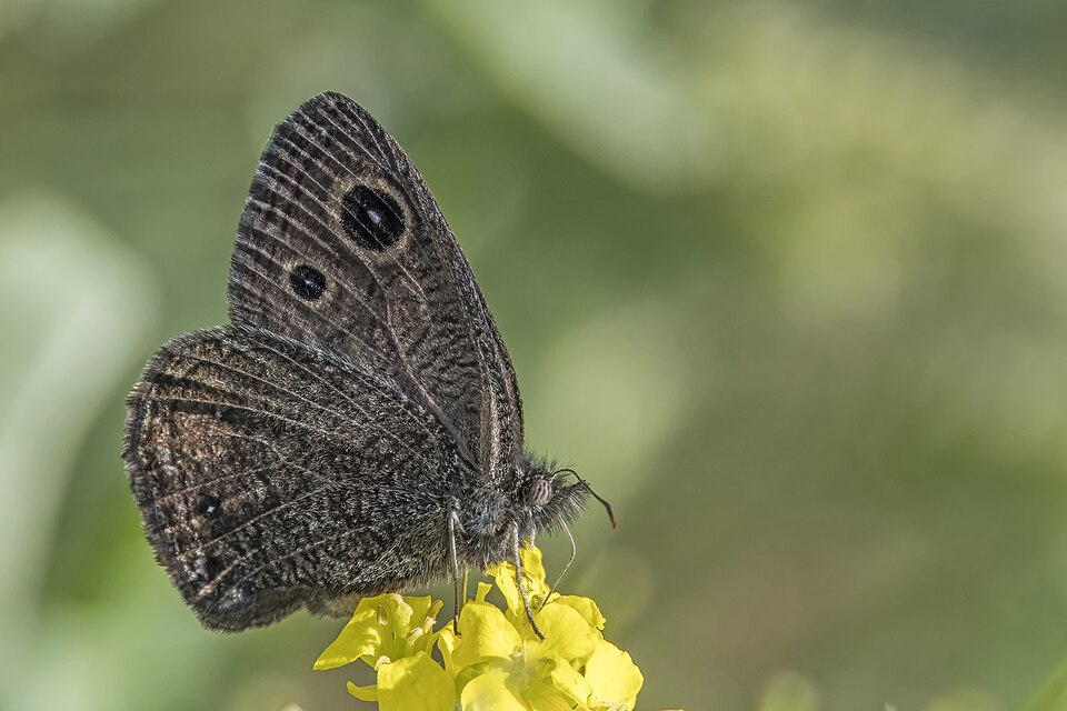 Photo of Small wood-nymph