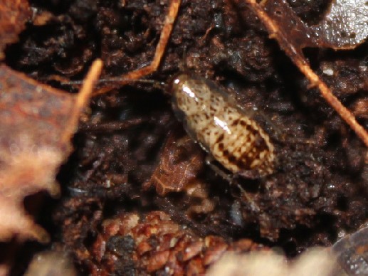 Photo of Small yellow cockroach