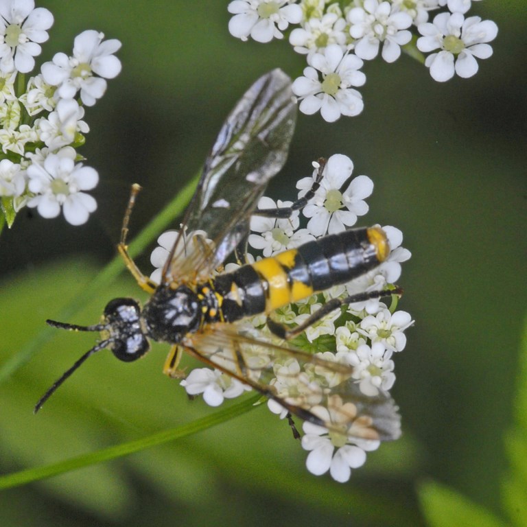 Photo of Small yellow-girdled tenthredo