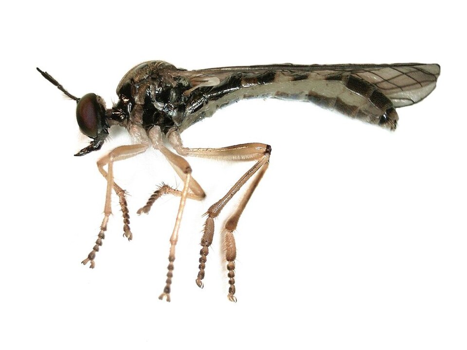 Photo of Small yellow-legged robber fly