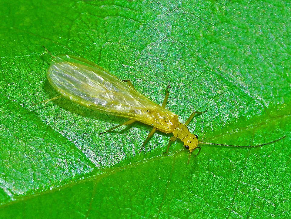 Photo of Small yellow sally