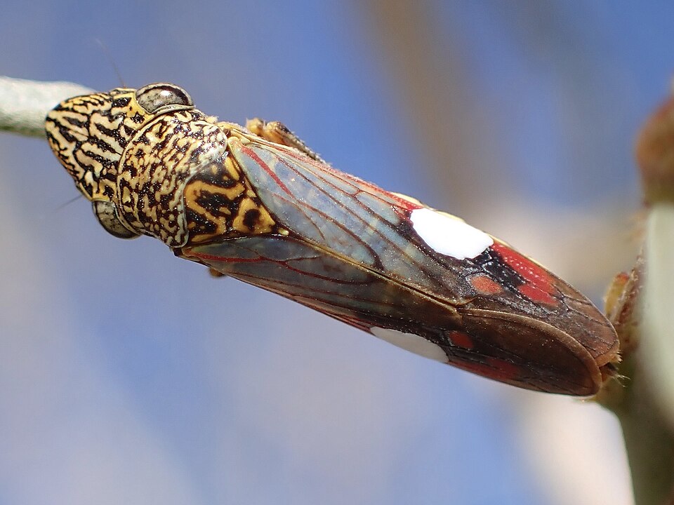 Photo of Smoketree sharpshooter