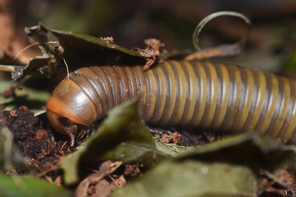 Photo of Smokey oak millipede