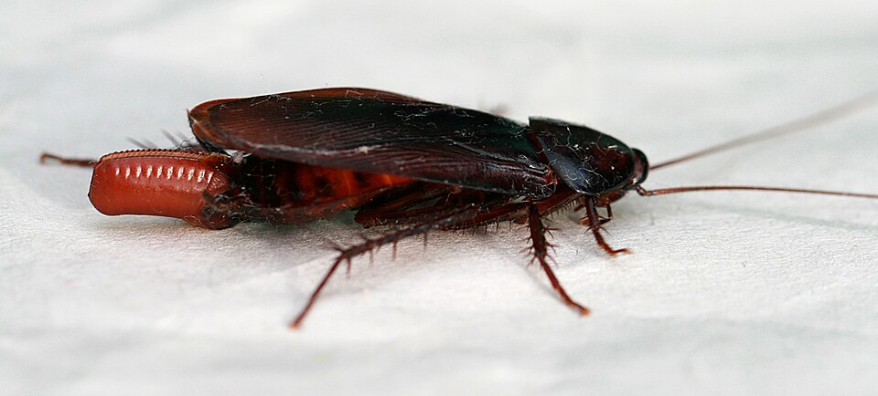 Photo of Smoky brown cockroach