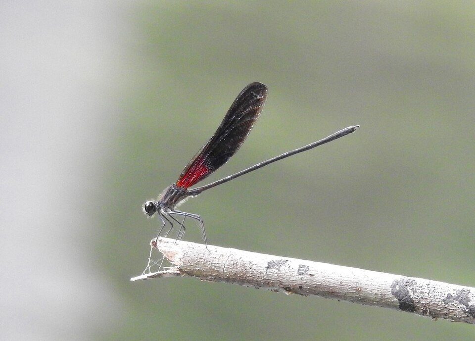 Photo of Smoky rubyspot