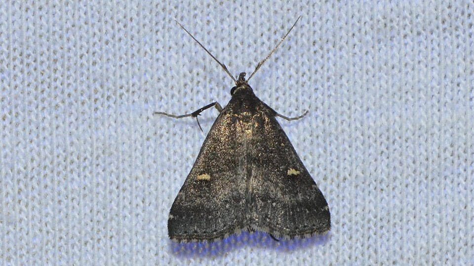 Photo of Smoky tetanolita moth