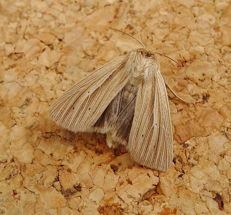 Photo of Smoky wainscot