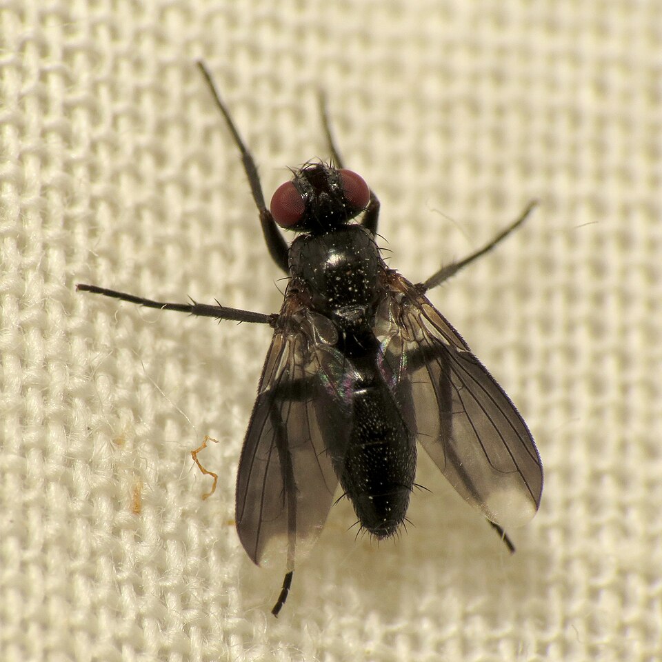 Photo of Smoky-winged woodlouse fly