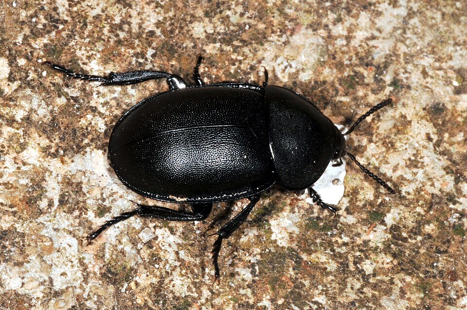 Photo of Smooth carrion-beetle