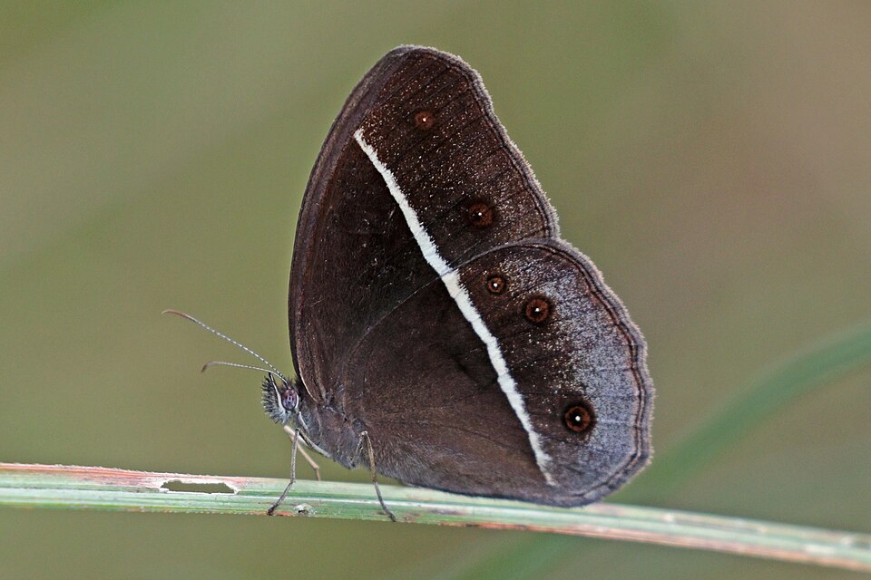 Photo of Smooth-eyed bushbrown