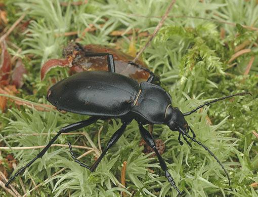 Photo of Smooth ground beetle