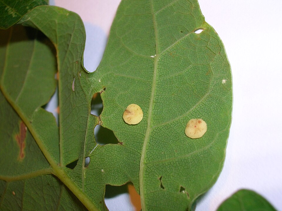 Photo of Smooth spangle gall wasp