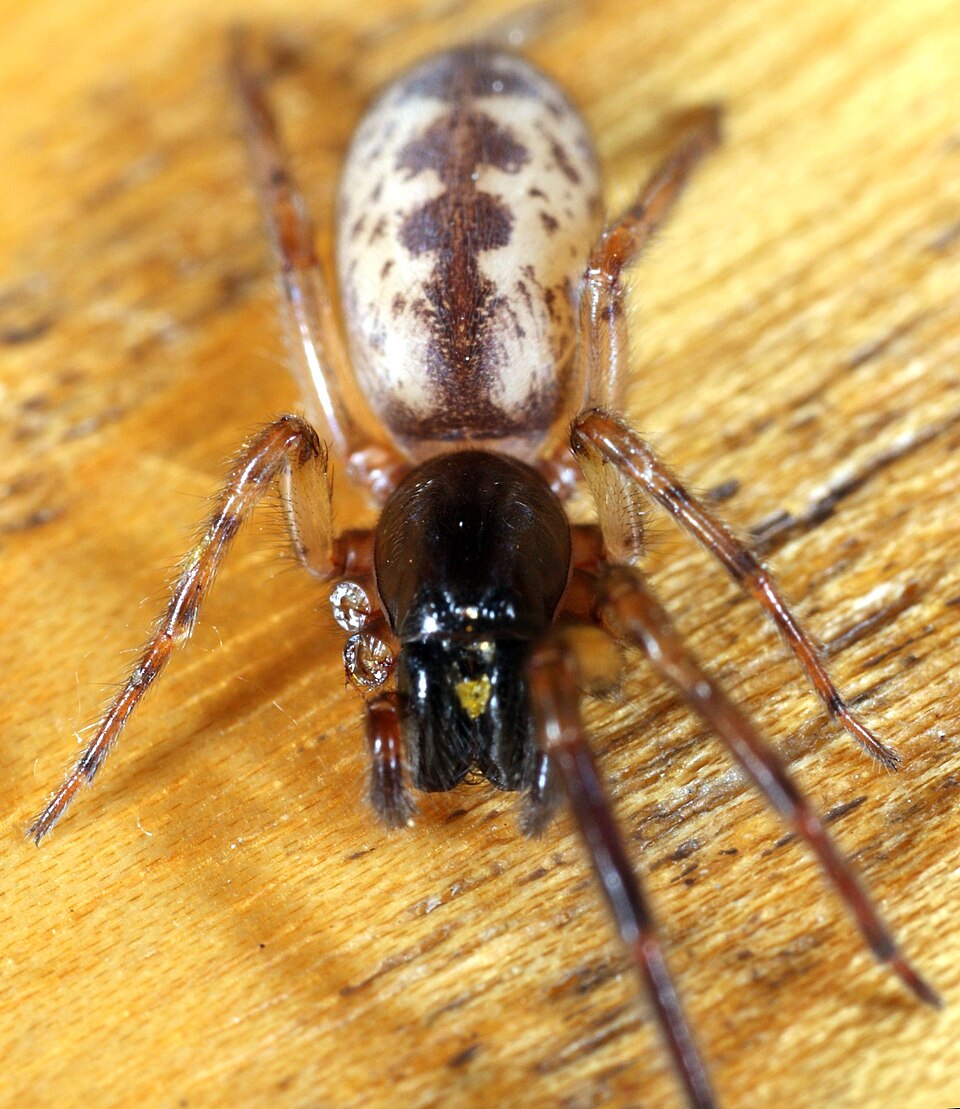 Photo of Snake-back spider