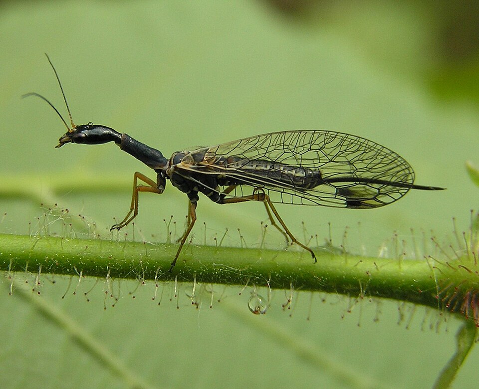 Photo of Snakefly