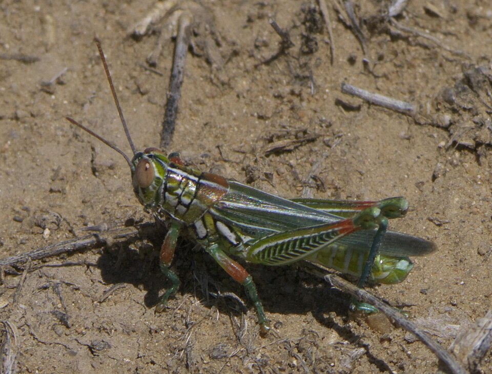 Photo of Snakeweed grasshopper