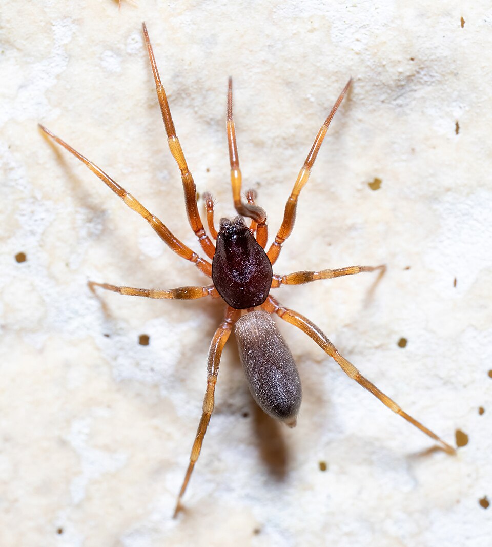 Photo of Sneak spider