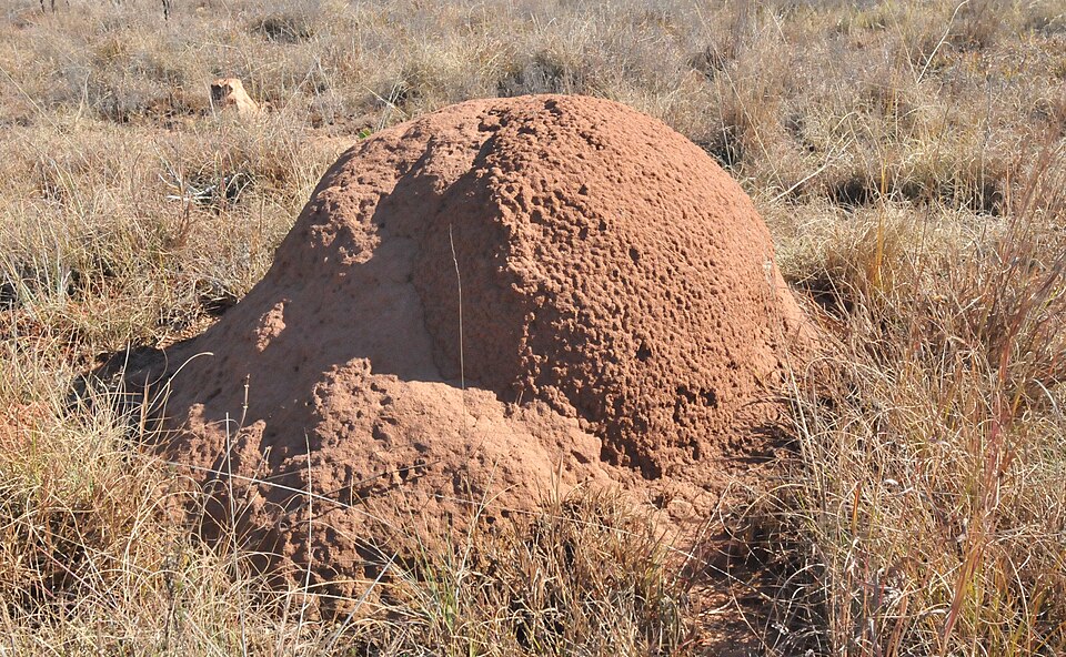 Photo of Snouted harvester termite