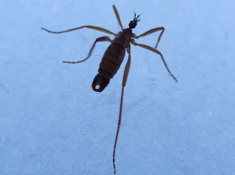 Photo of Snow fly