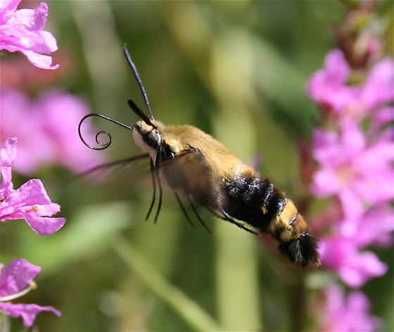 Photo of Snowberry clearwing