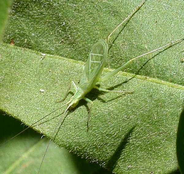 Photo of Snowy tree cricket