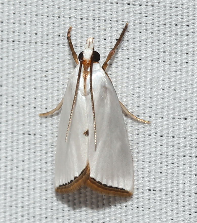 Photo of Snowy urola moth