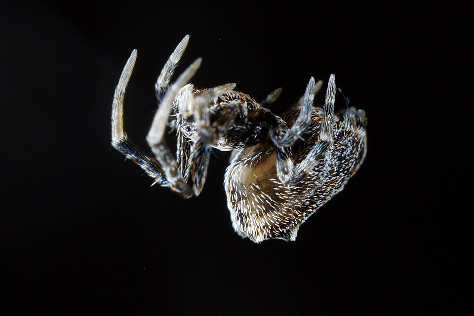 Photo of Social house spider