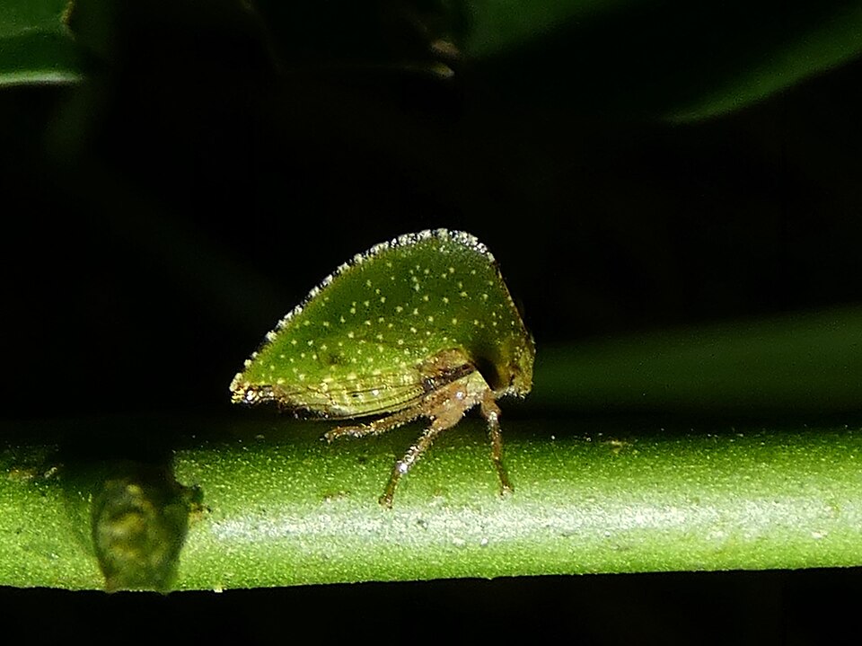 Photo of Solanaceous treehopper