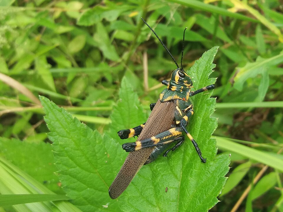 Photo of Soldier grasshopper