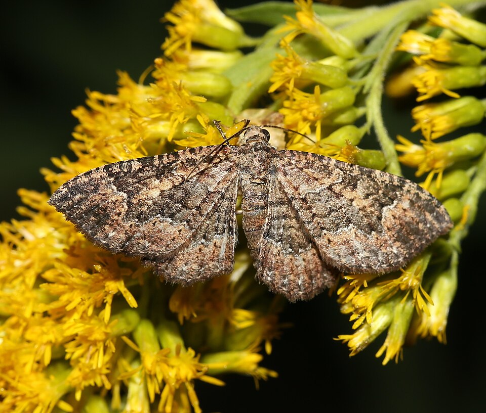 Photo of Somber carpet moth