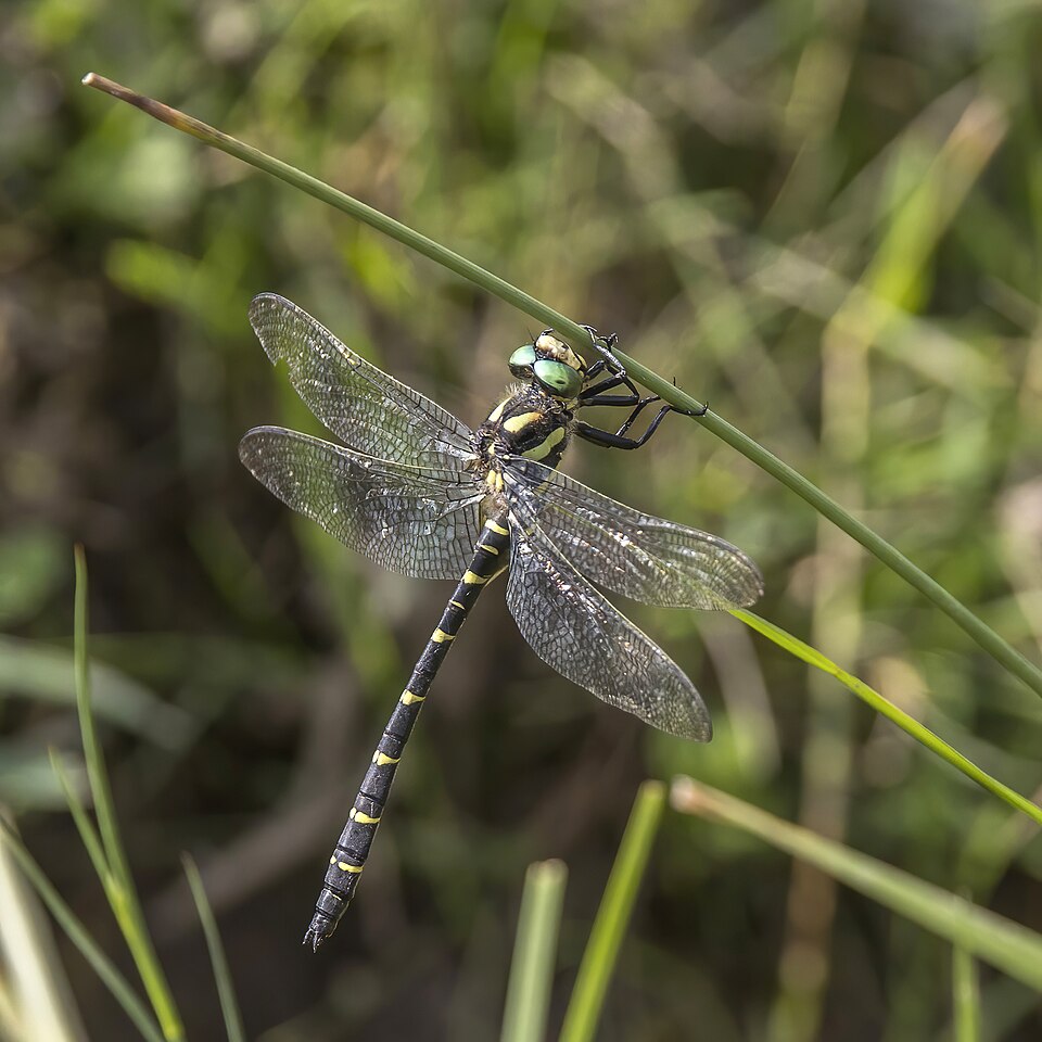 Photo of Sombre goldenring