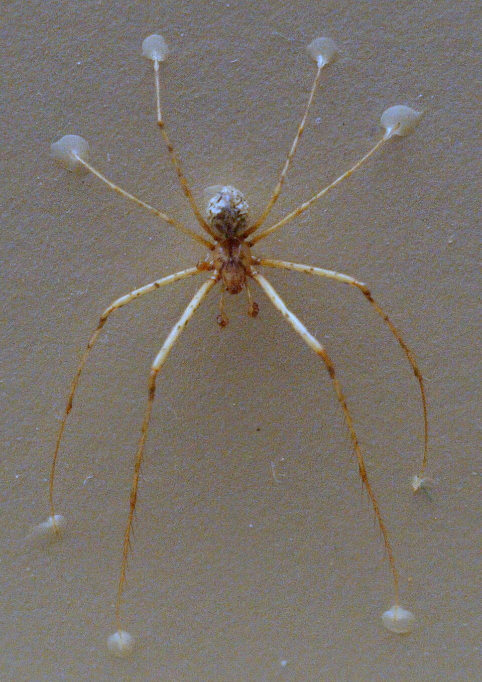 Photo of Sombrero spider