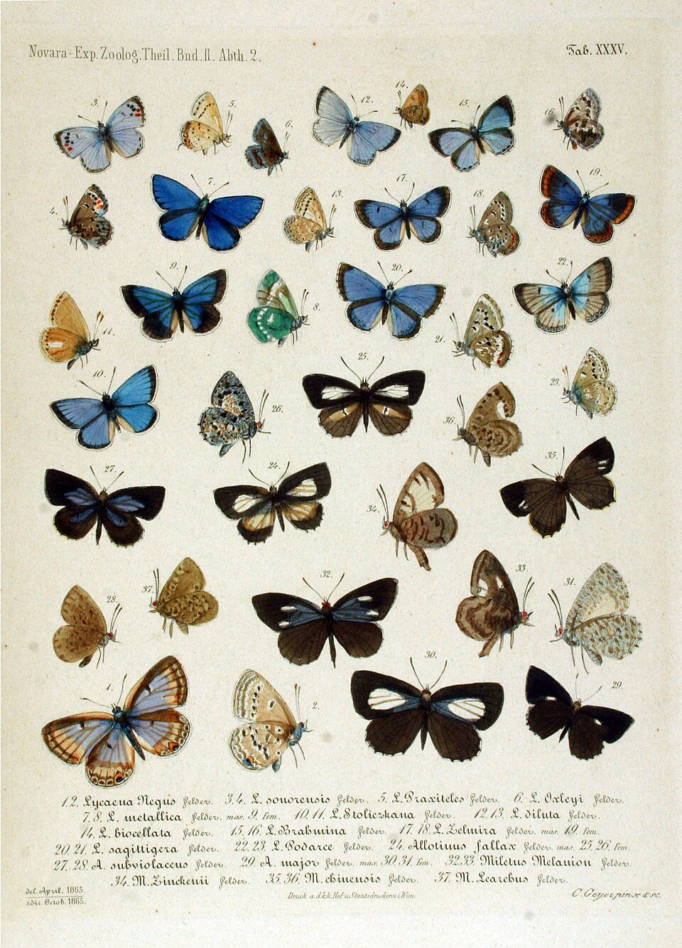 Photo of Sonoran blue