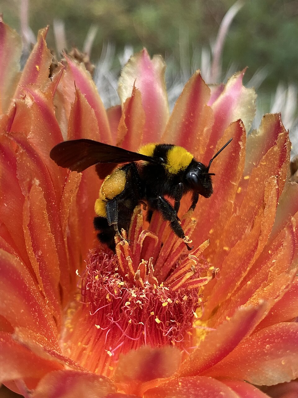 Photo of Sonoran bumble bee
