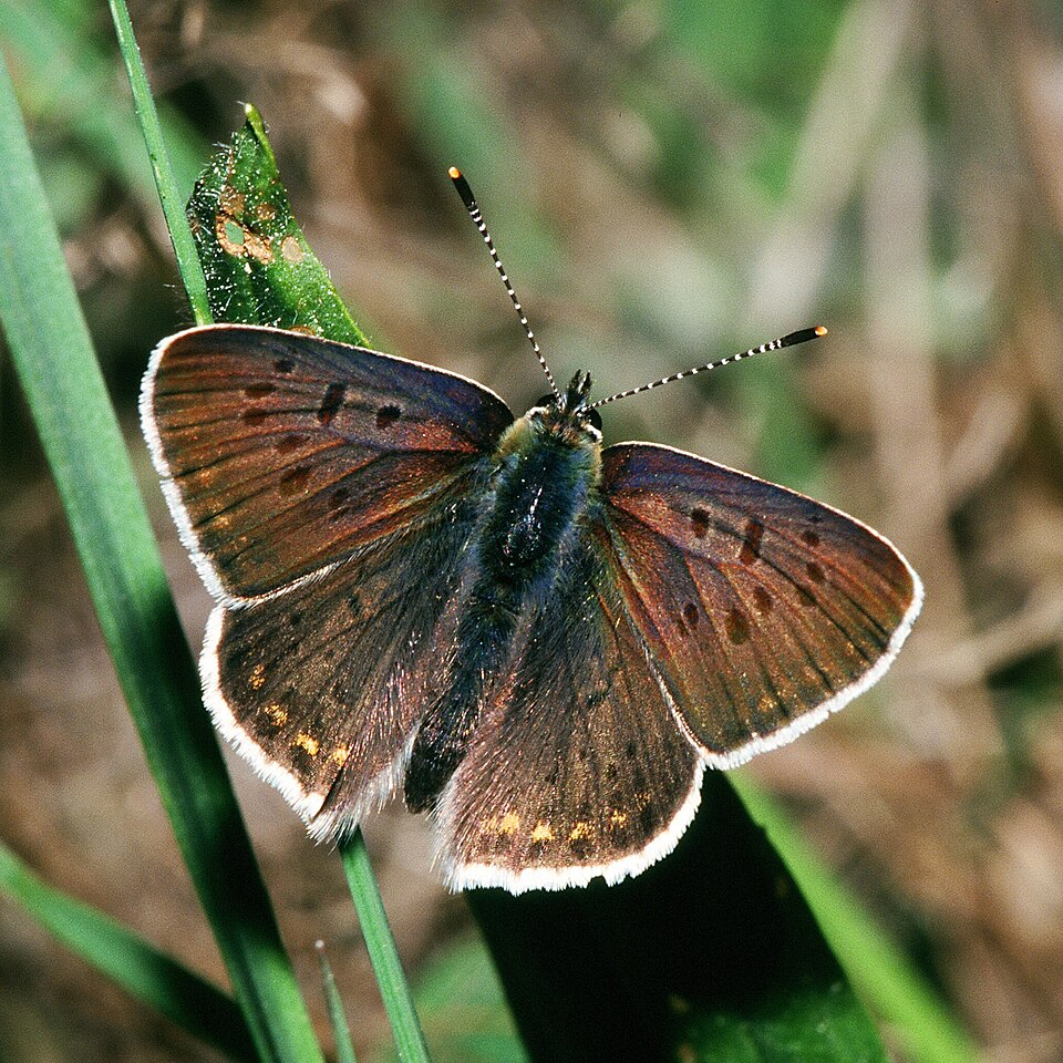 Photo of Sooty copper