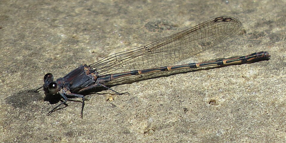Photo of Sooty dancer