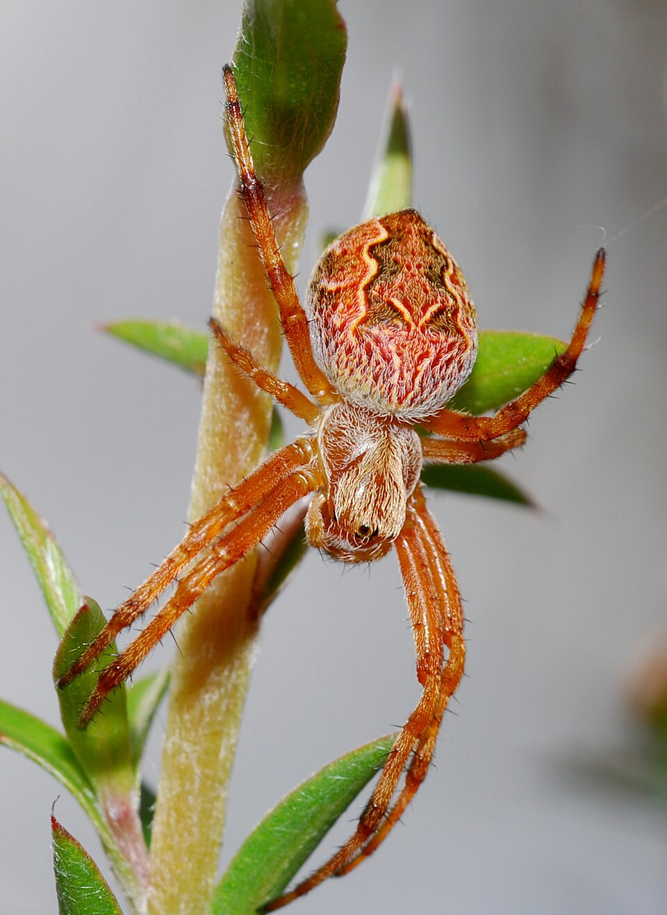Photo of Sooty orbweaver