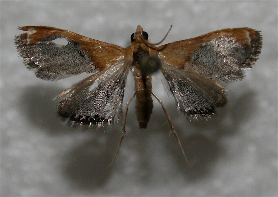 Photo of Sooty-winged chalcoela moth